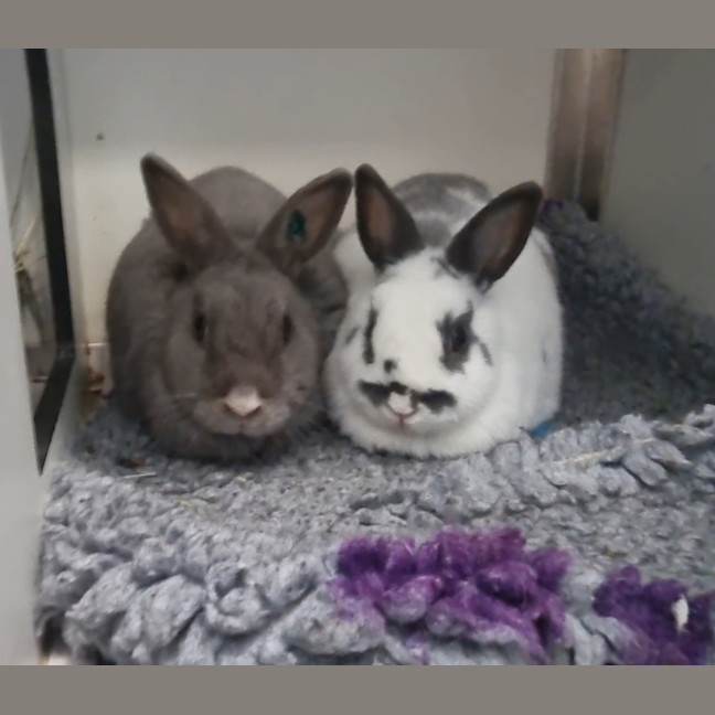 Photo of Buttercup( Bonded To Pebbles)