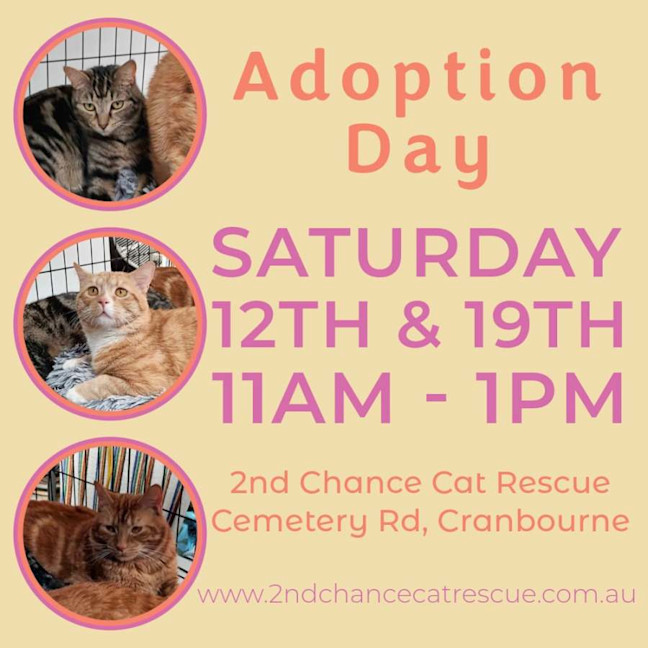 Photo of Bee Gee **2nd Chance Cat Rescue** 