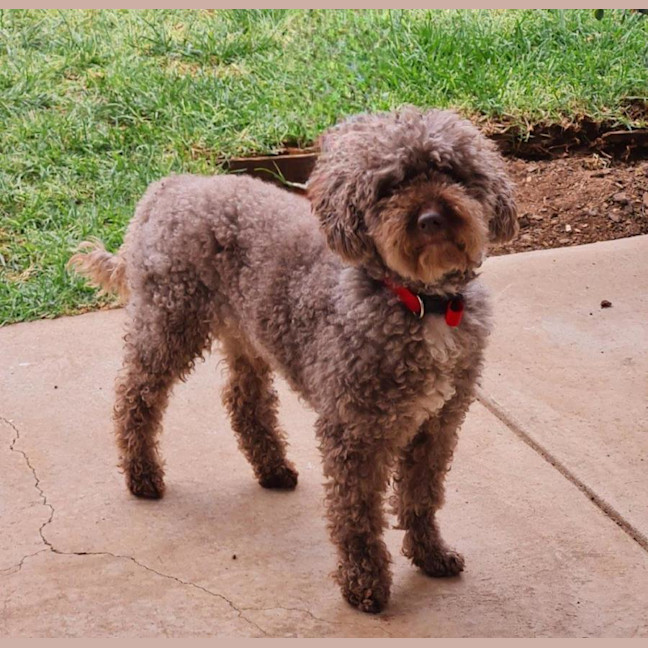 Photo of Harry Valenti