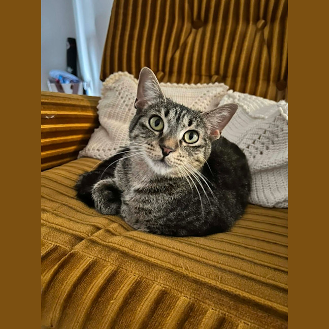 Photo of Peggy Sue *9 Lives Project Rescue*