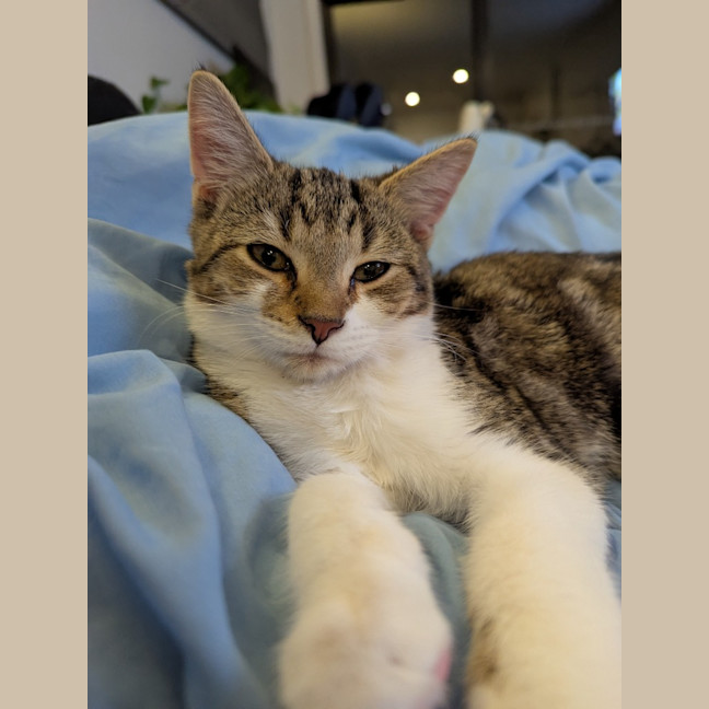 Photo of Dottie Golden