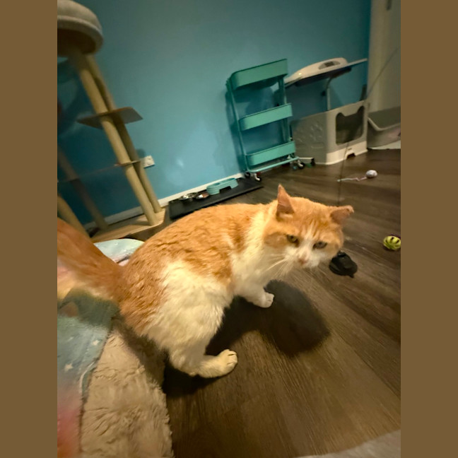 Photo of Buddy