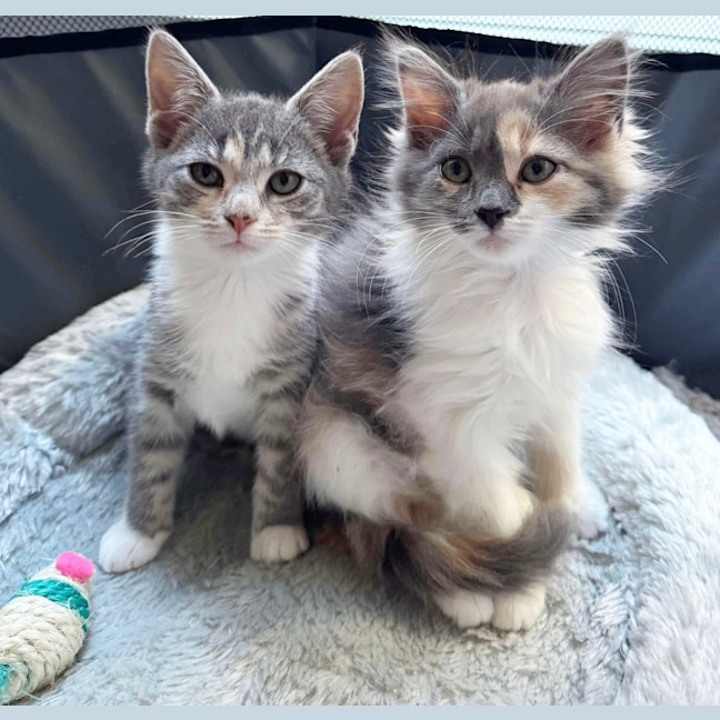 Photo of Twiggy & Tulip