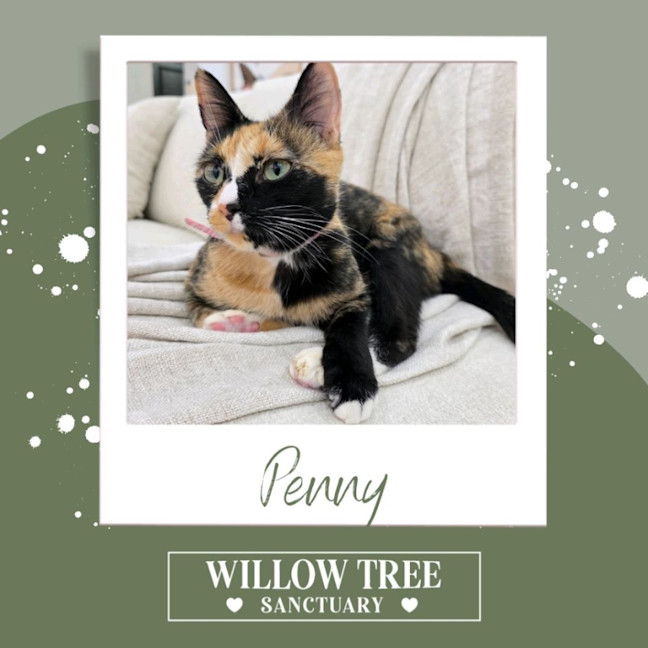 Photo of Penny