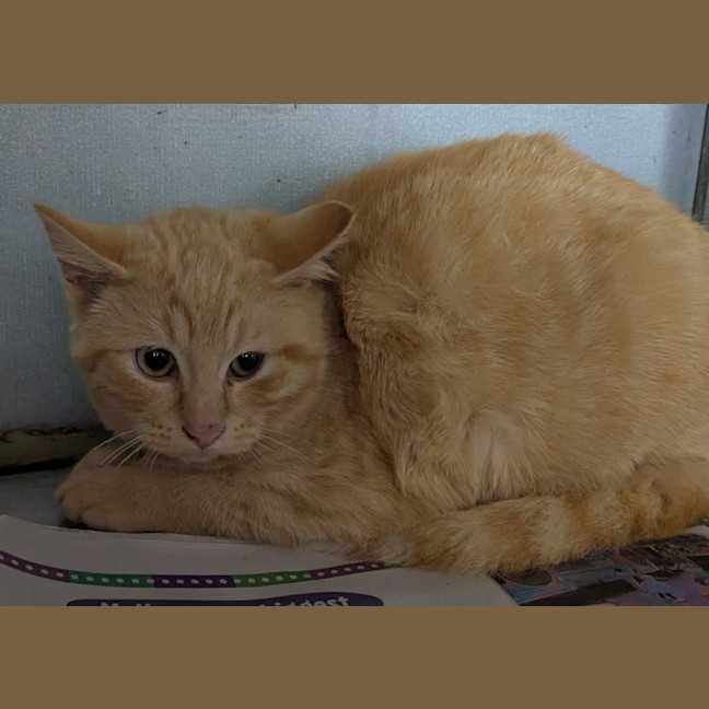 Photo of Pimpernel Pugh