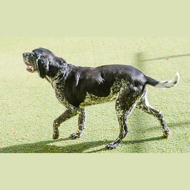 Photo of Ozzie