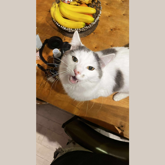 Photo of Flynn 