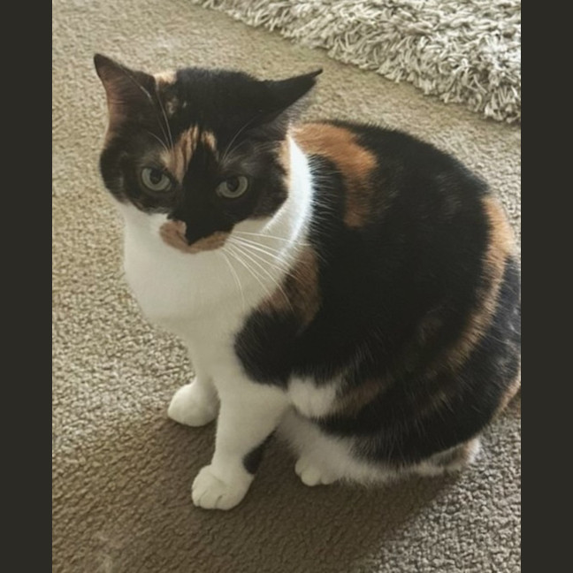 Photo of Rosie & Callie Need Another Chance