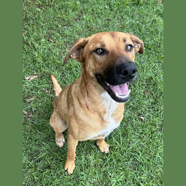 Photo of Bronco