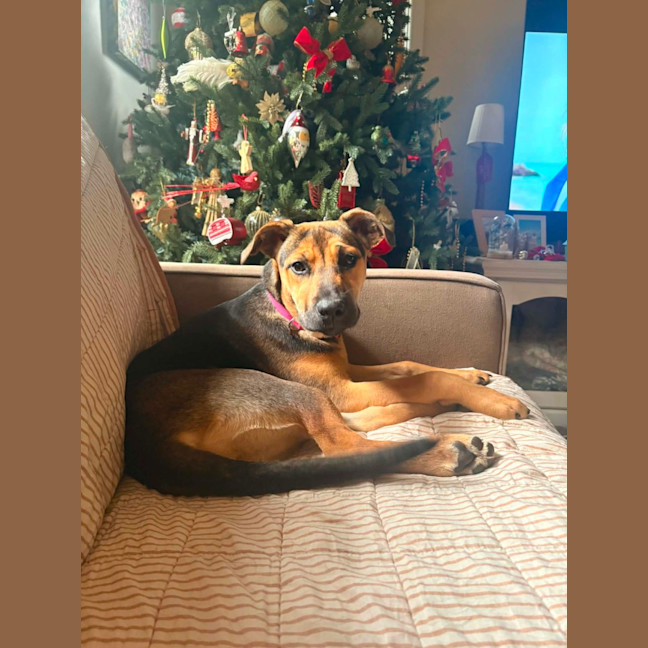Photo of Lacey