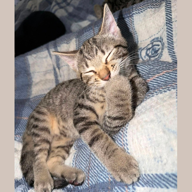 Photo of Jett 
