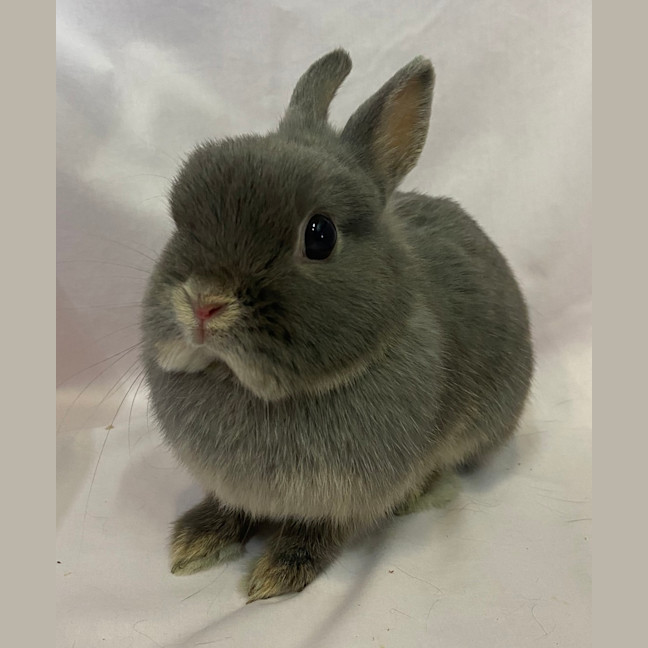 Photo of Cloves (Bonded To Star Anise)