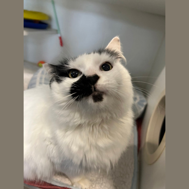 Photo of Alice (Kiwi)