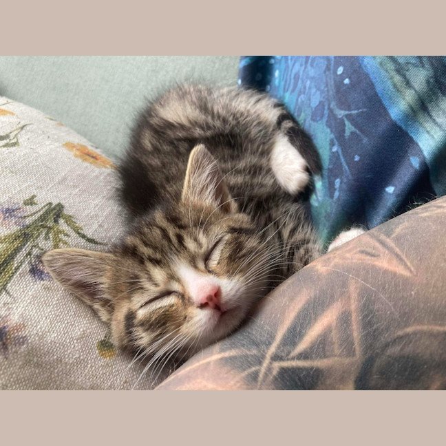 Photo of Camp Chair (Cc)