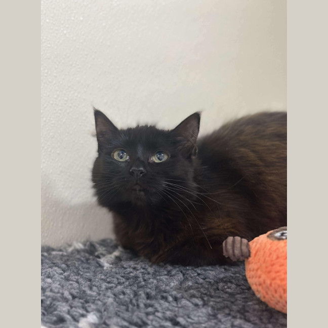 Photo of 🌱 Petunia 5628 🌱