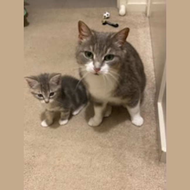 Photo of Ranger *9 Lives Project Rescue*