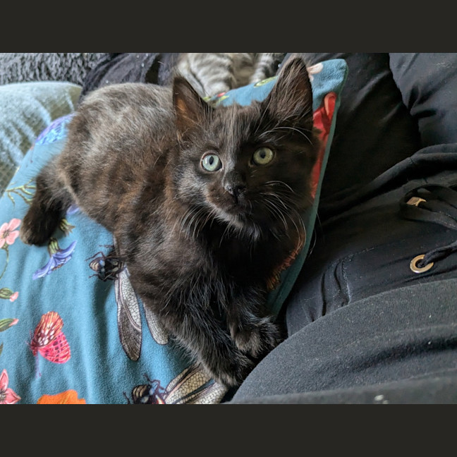 Photo of Loki