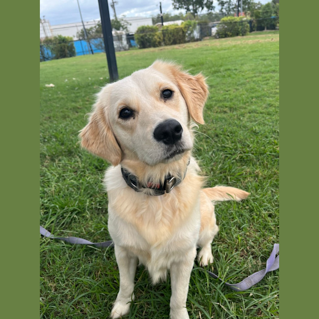 Photo of Bentley