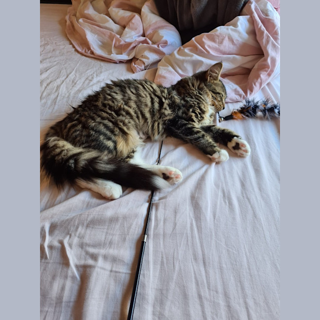 Photo of Twinkle Tail