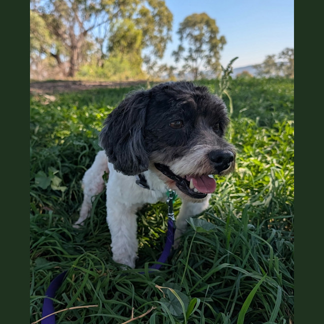 Photo of Benji