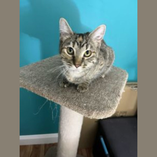 Photo of Tilly   Avaiable At Pet Quarters Thornton