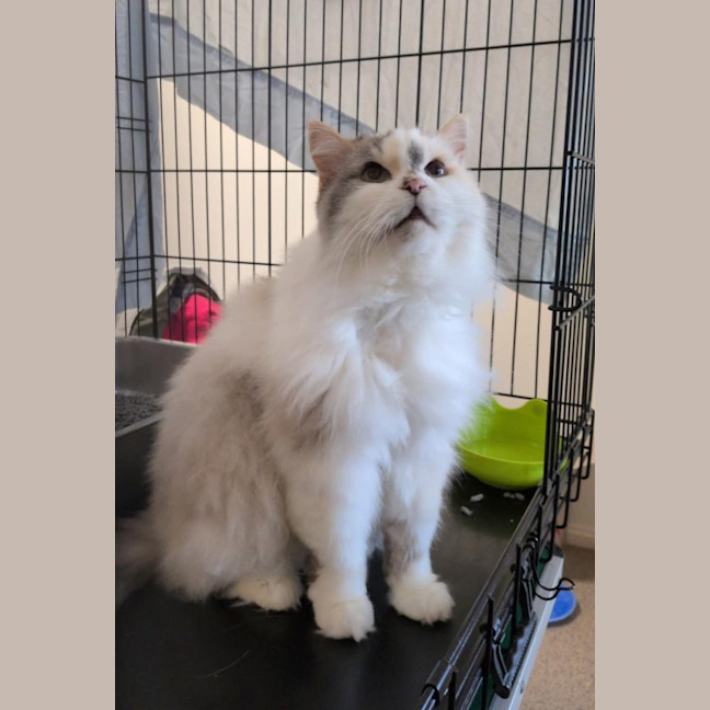 Photo of Gigi
