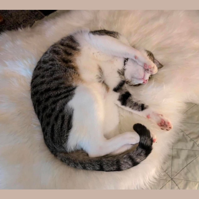 Photo of Felix
