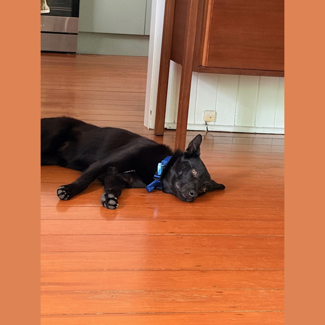 Photo of Badger *$350 Adoption Fee*