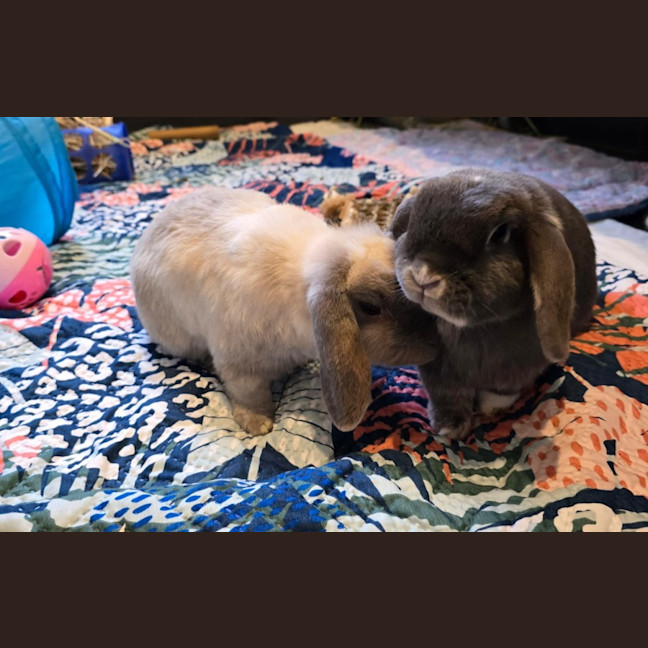 Photo of Bali And Jake