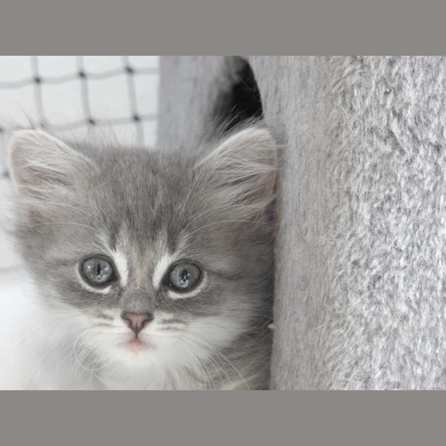 Photo of Khaos
