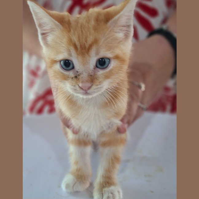 Photo of Jasper (K78)