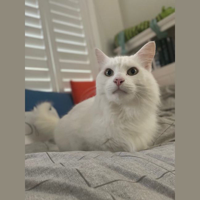 Photo of Spook