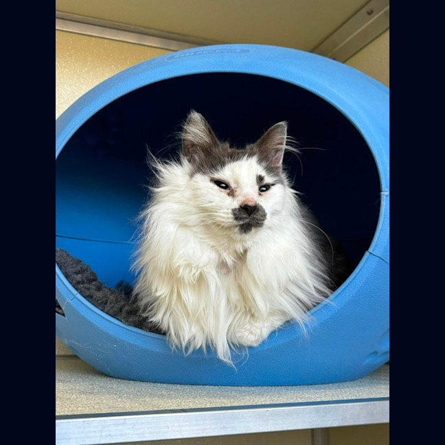 Photo of 🎪 Elmo 5400 🎪