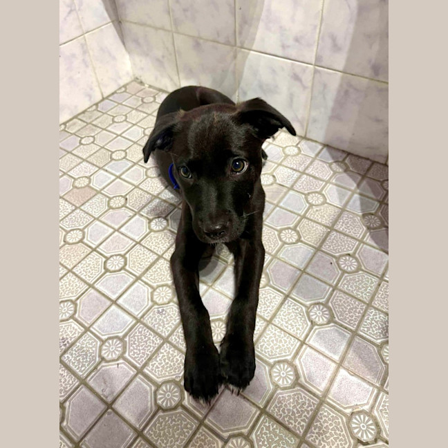 Photo of Gertie   4 Month Old Labrador X (Trial 28/12)