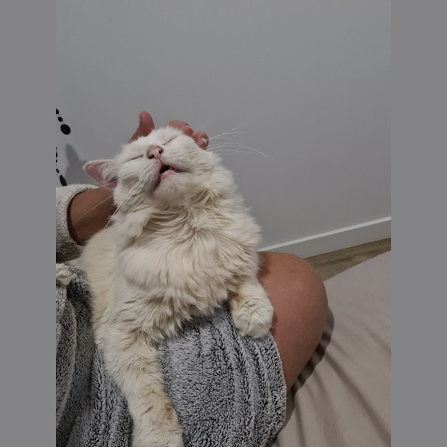 Photo of Snowball