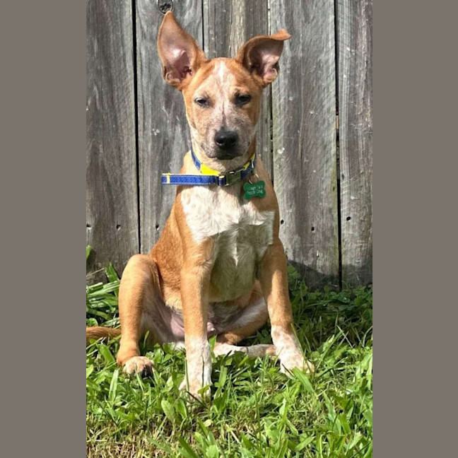 Photo of Oliver