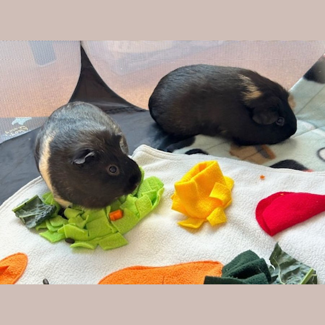 Photo of Choc And Chip