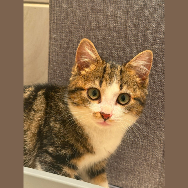 Photo of Rigatoni