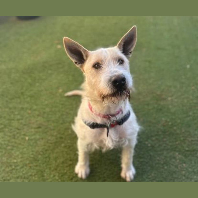 Photo of Odie