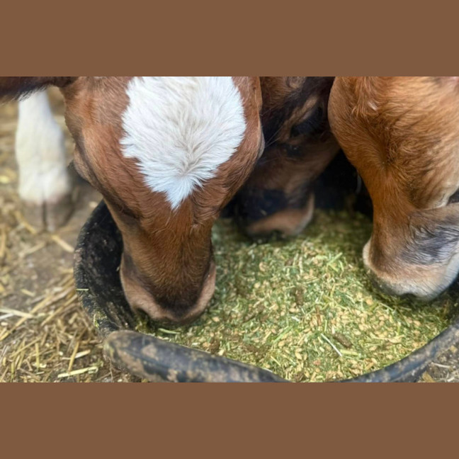 Photo of Alvin, Simon & Theodore