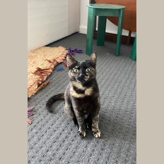 Photo of Zelda