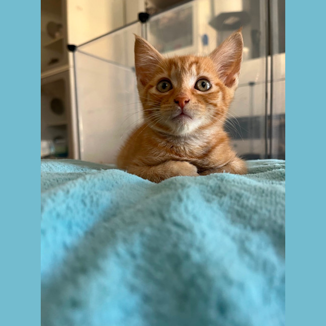 Photo of Arlo