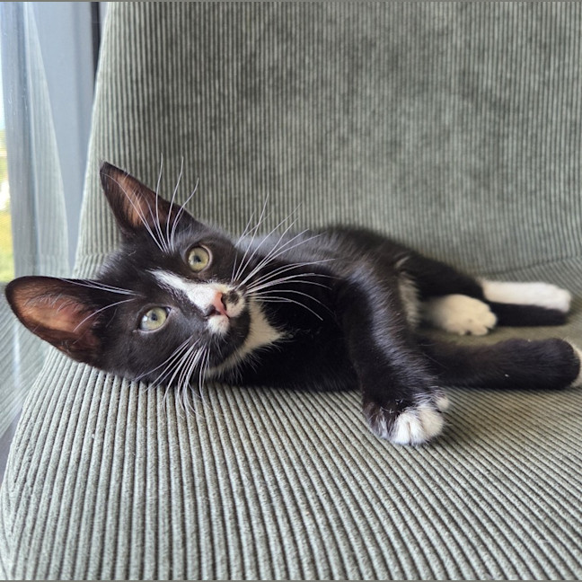 Photo of Oat