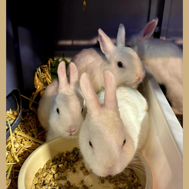 Photo of Elizabeth,  Harriet And Scylla
