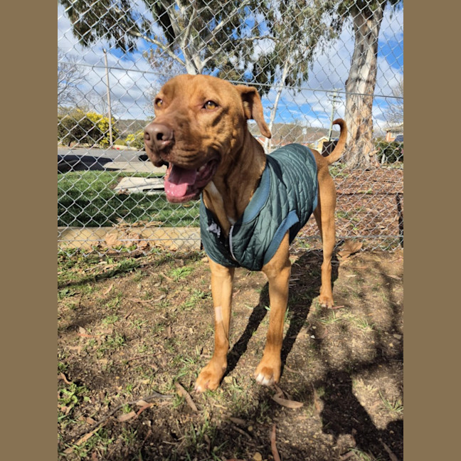 Photo of Pikelet 🥞