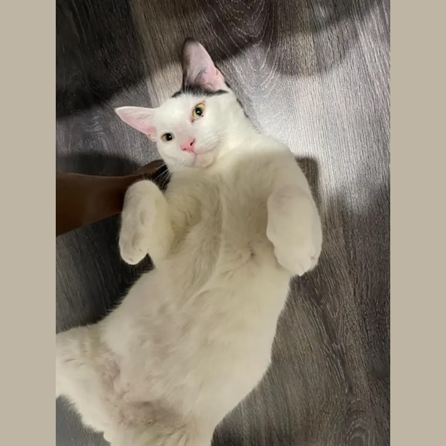 Photo of Moose