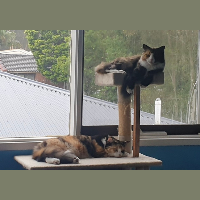 Photo of Puss & Boots.     Assisted Rehome