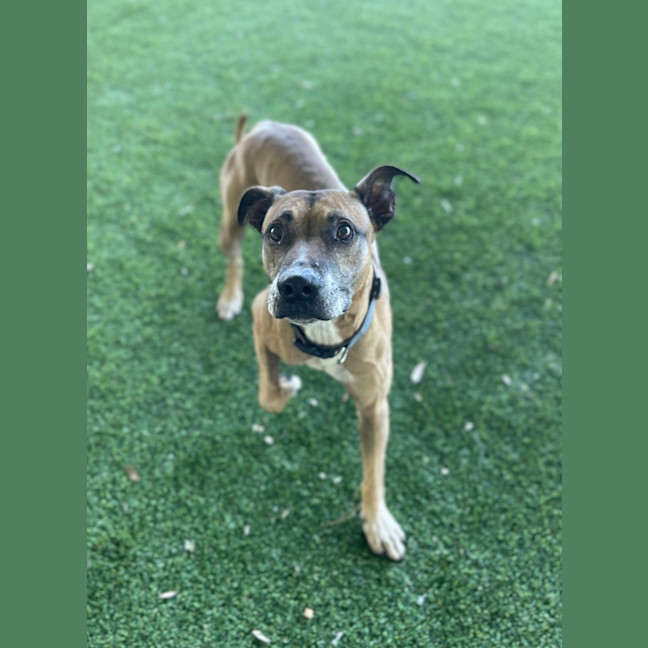 Photo of Diesel