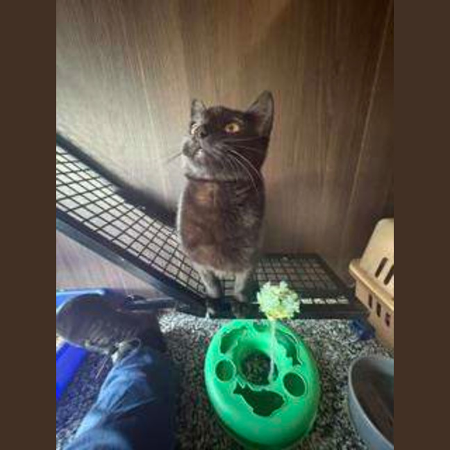 Photo of Cinder