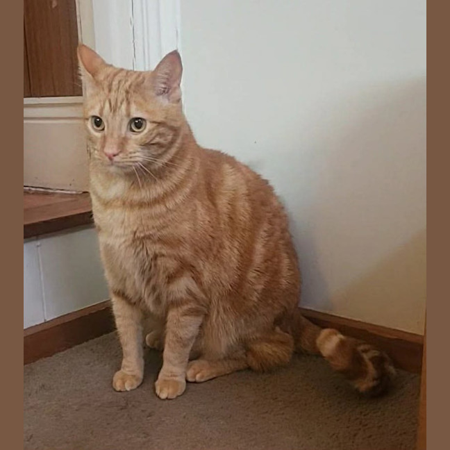 Photo of Toffee